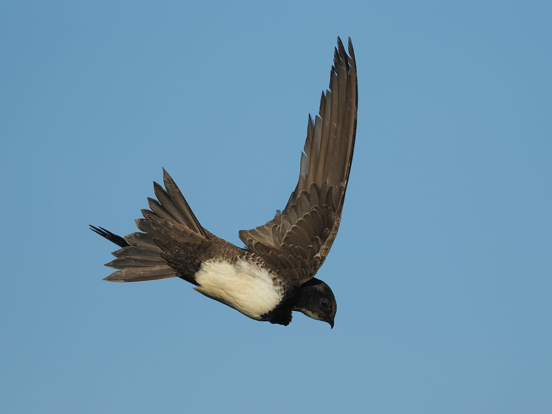 Close up of an Alpine Swift