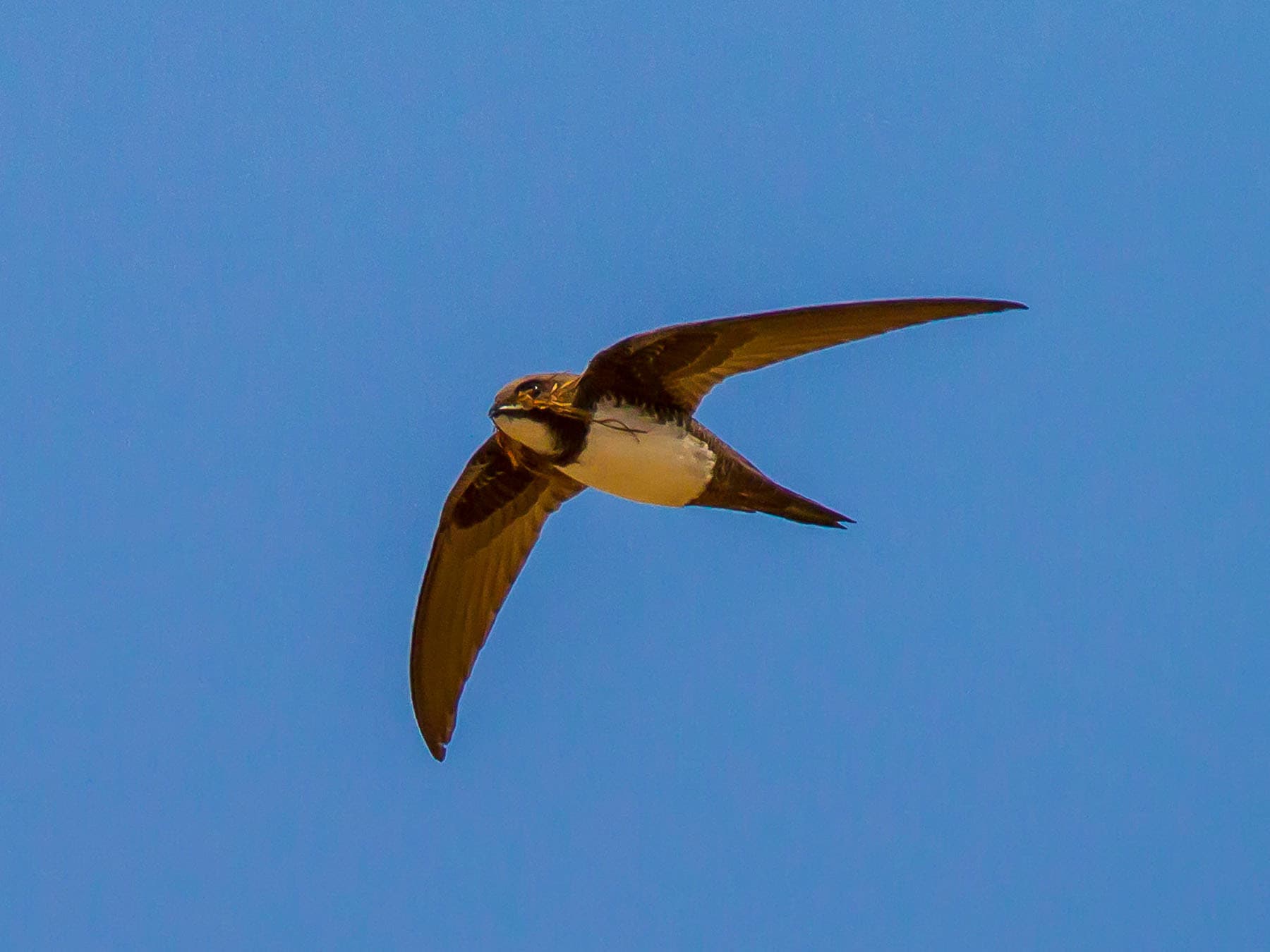 Alpine Swift gliding through the sky