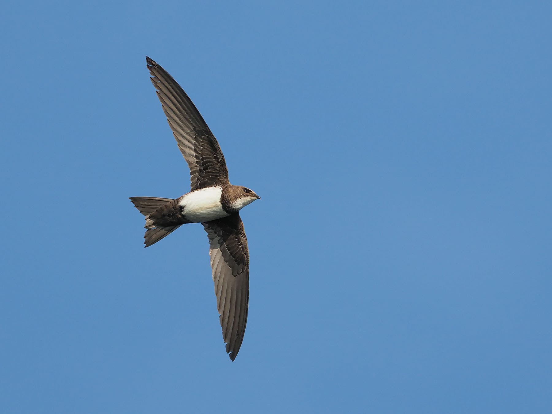 Alpine swift in flight blue sky