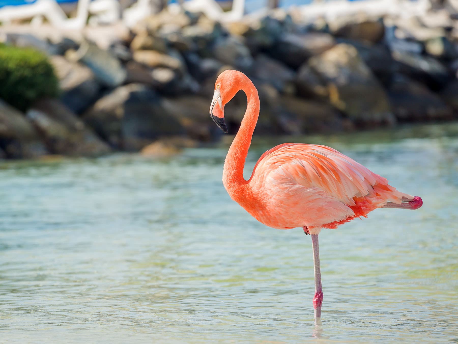 American flamingo resting on one leg