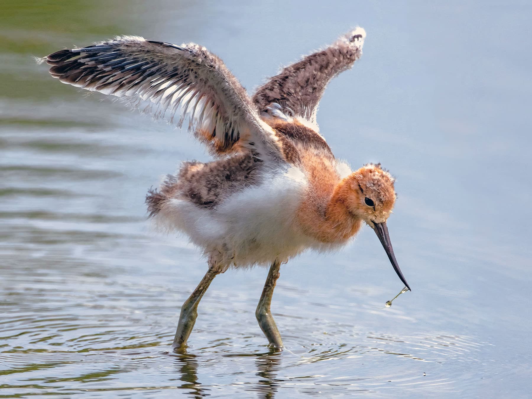 American avocet chick flapping wings