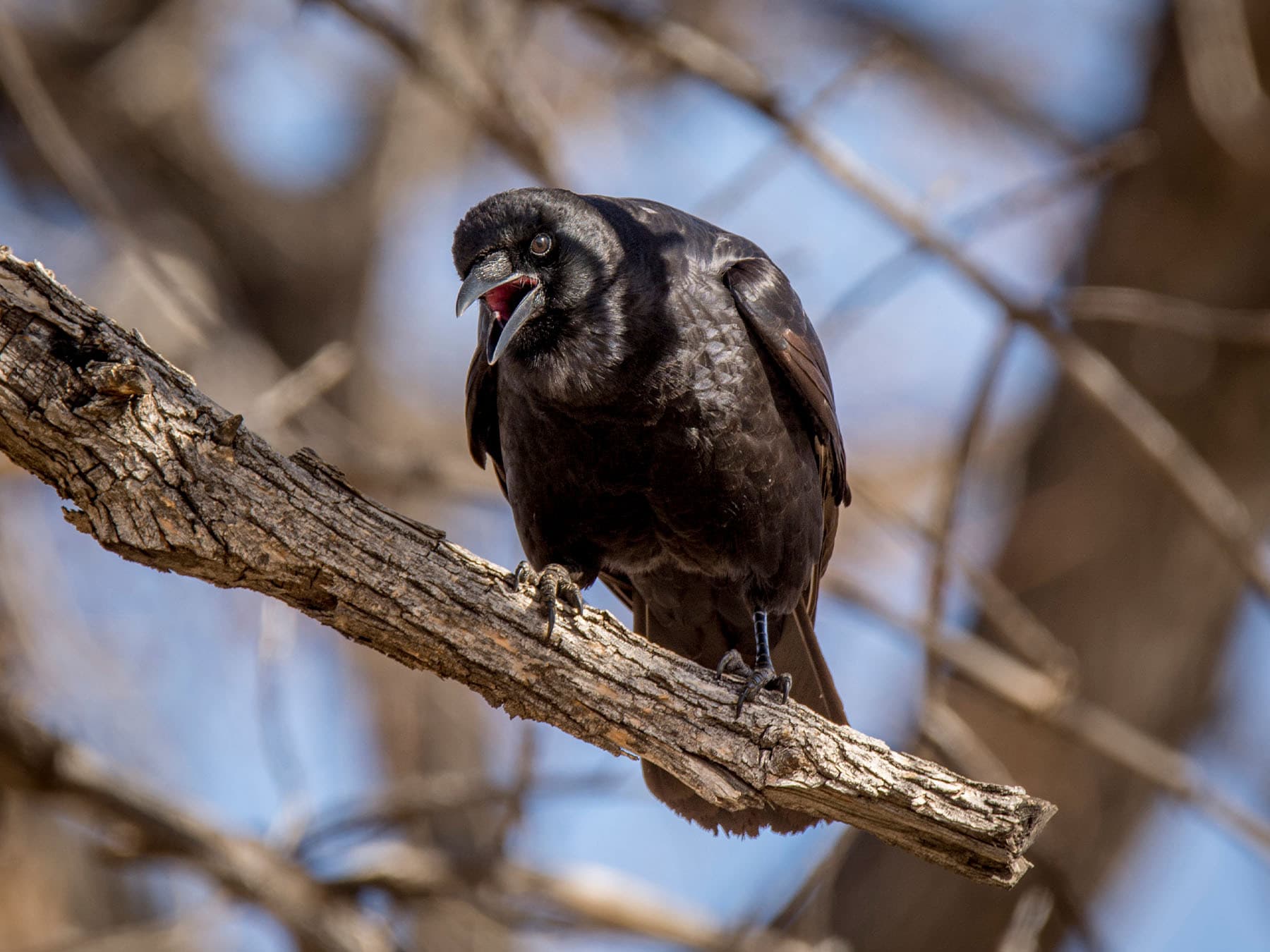 American crow calling to mate