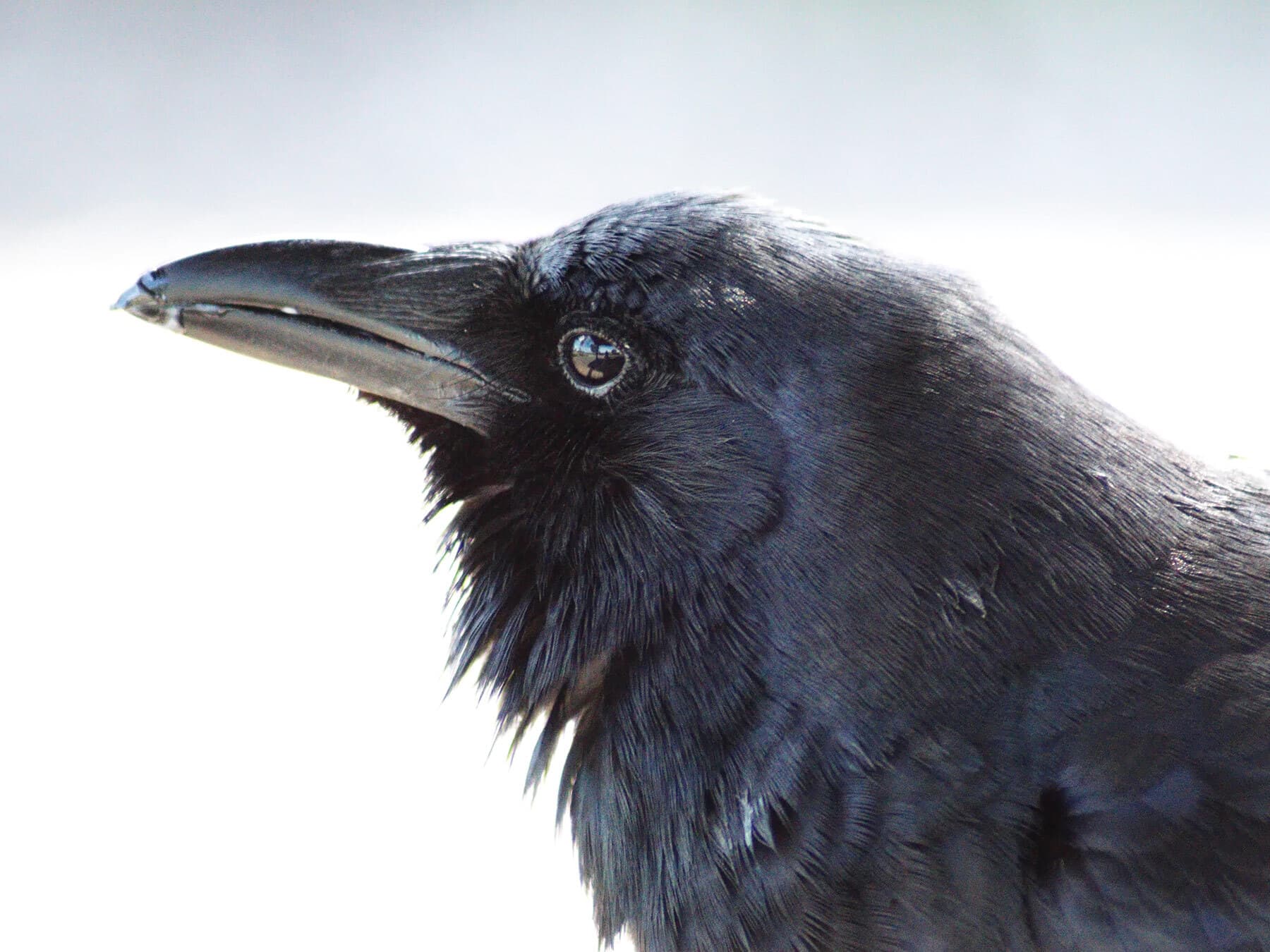 American crow close up 1