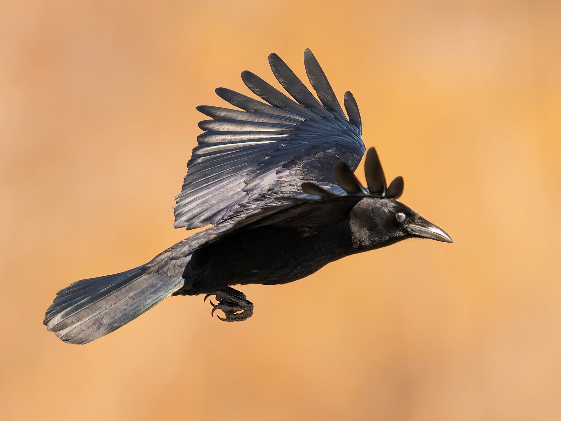 American crow in flight