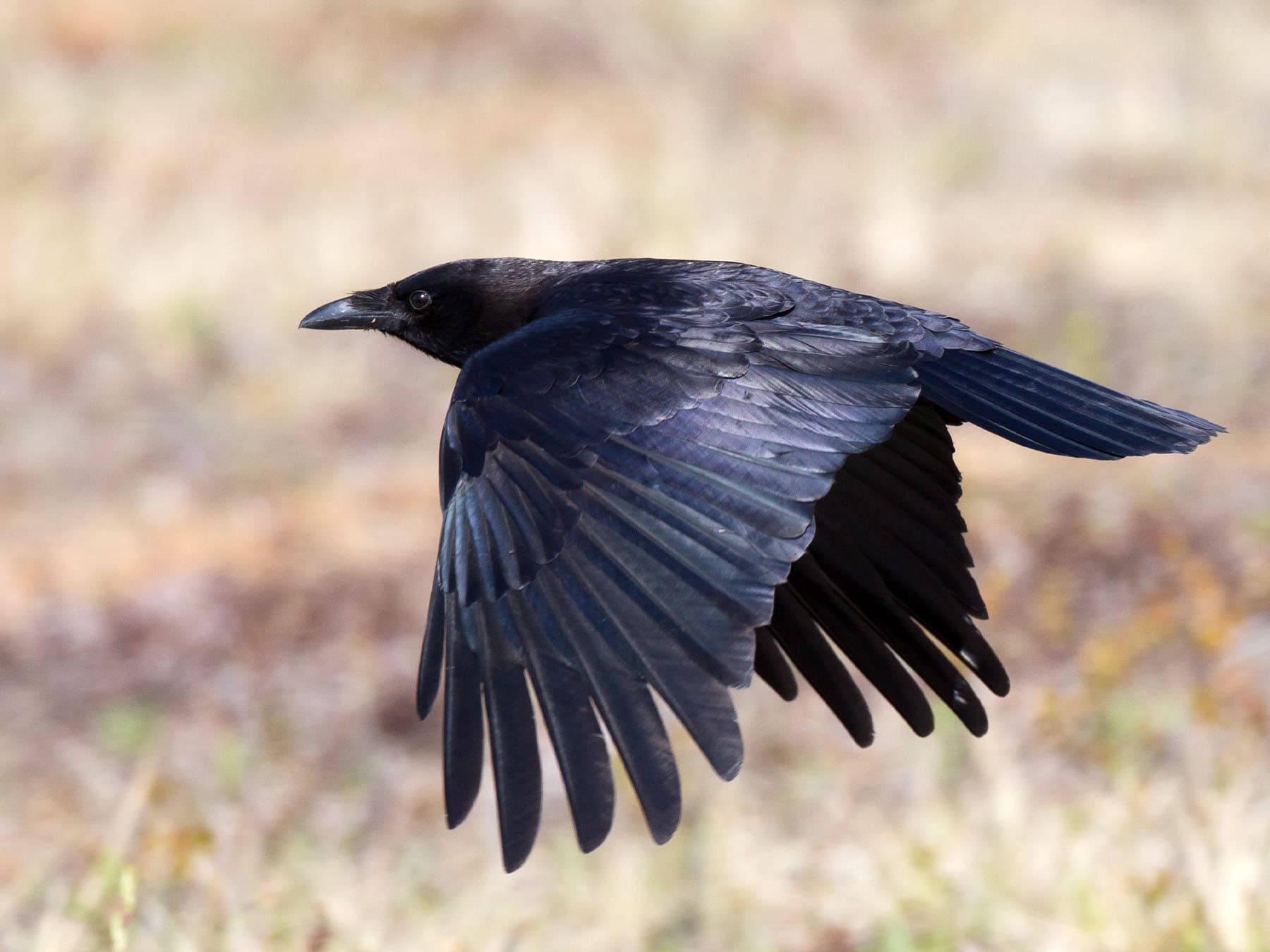American Crow in-flight