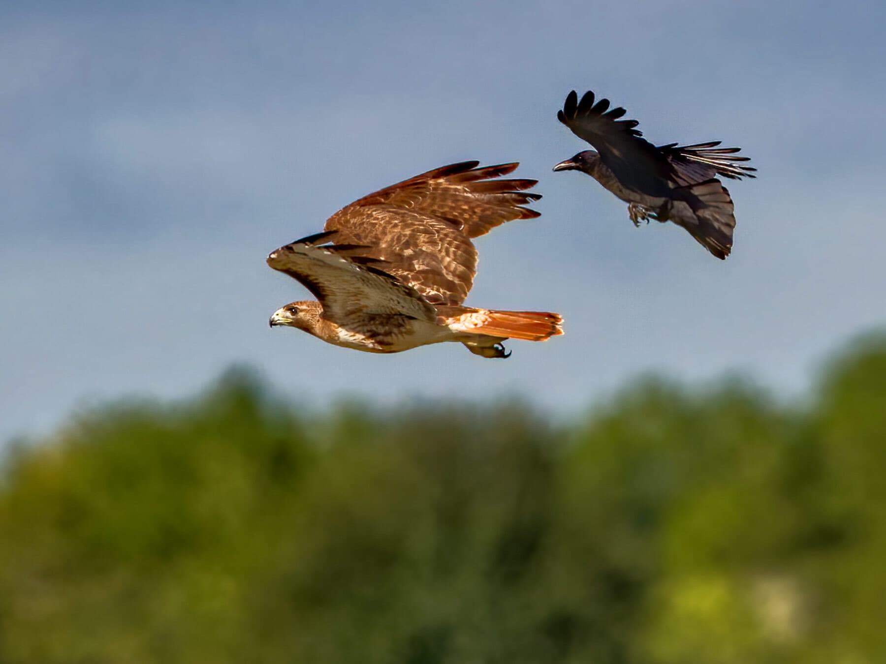A crow chasing a hawk. Mobbing calls bring other crows in