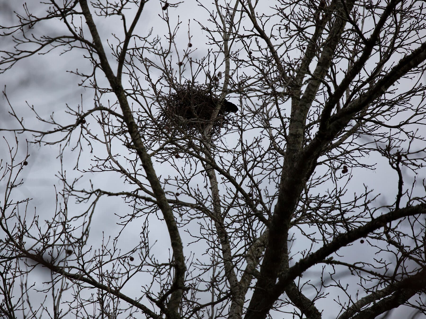 American crow nest