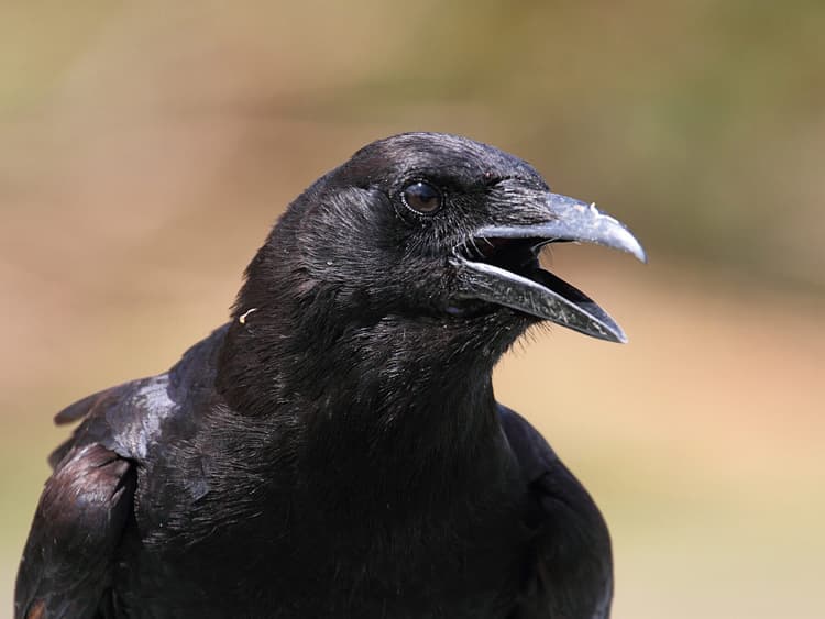 Ravens vs Crows: 8 Key Differences You Can Actually Spot | Birdfact