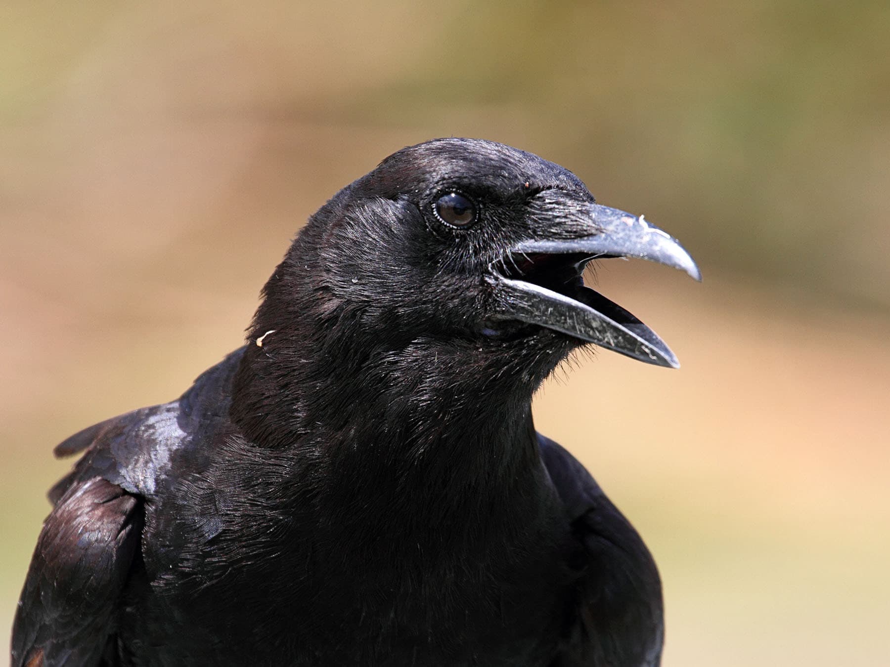 Portrait of an American Crow