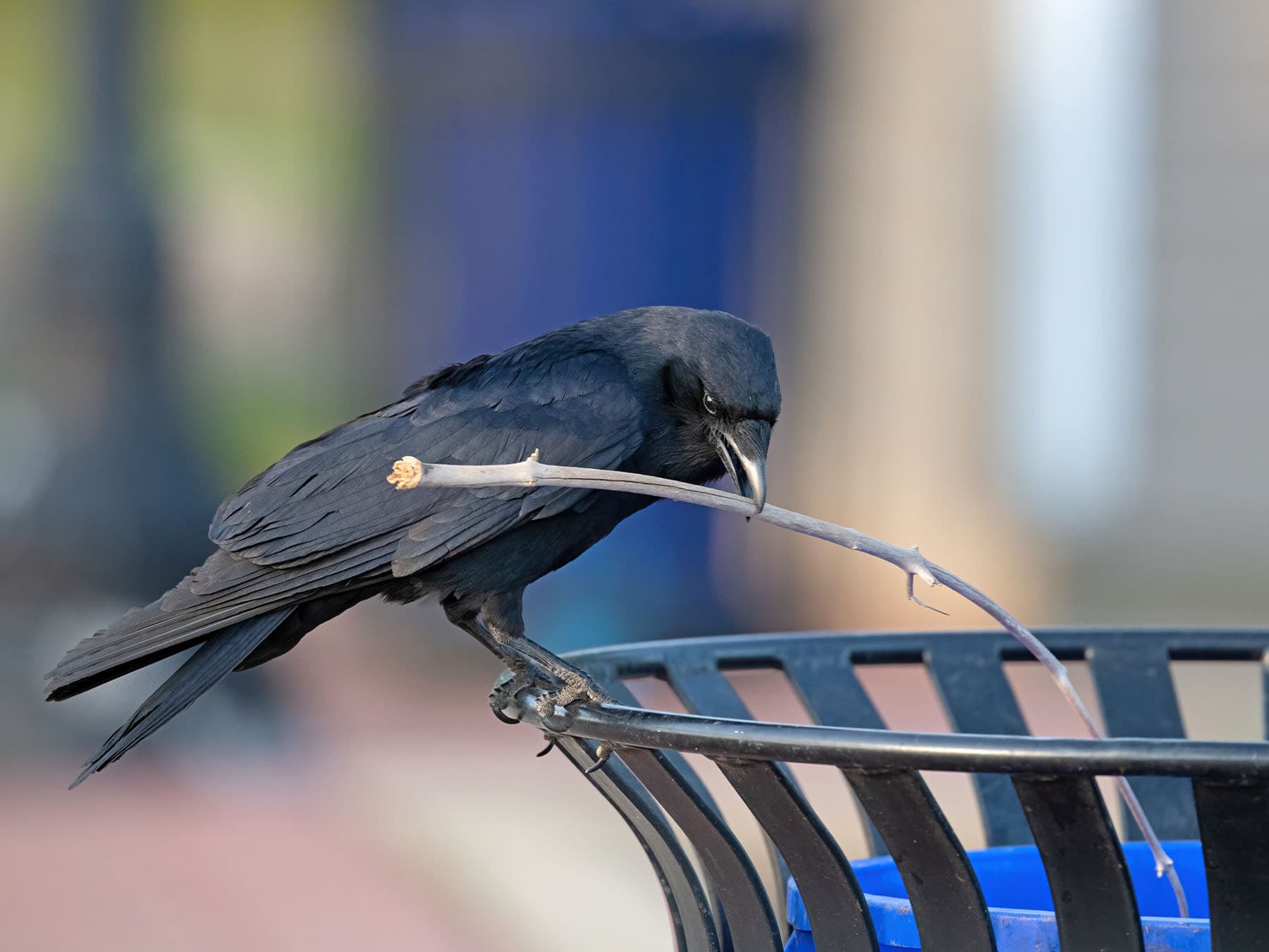 American crow using stick