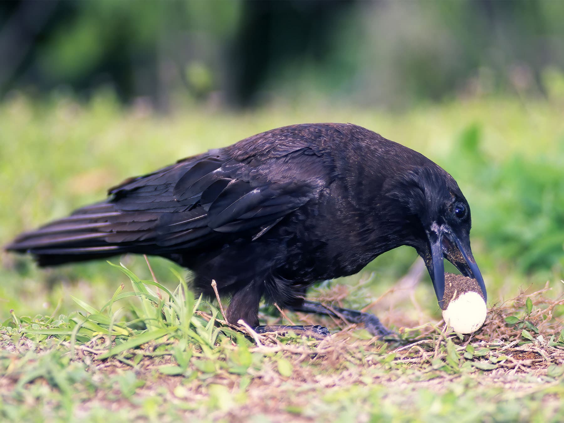 American Crow with an egg in its beak