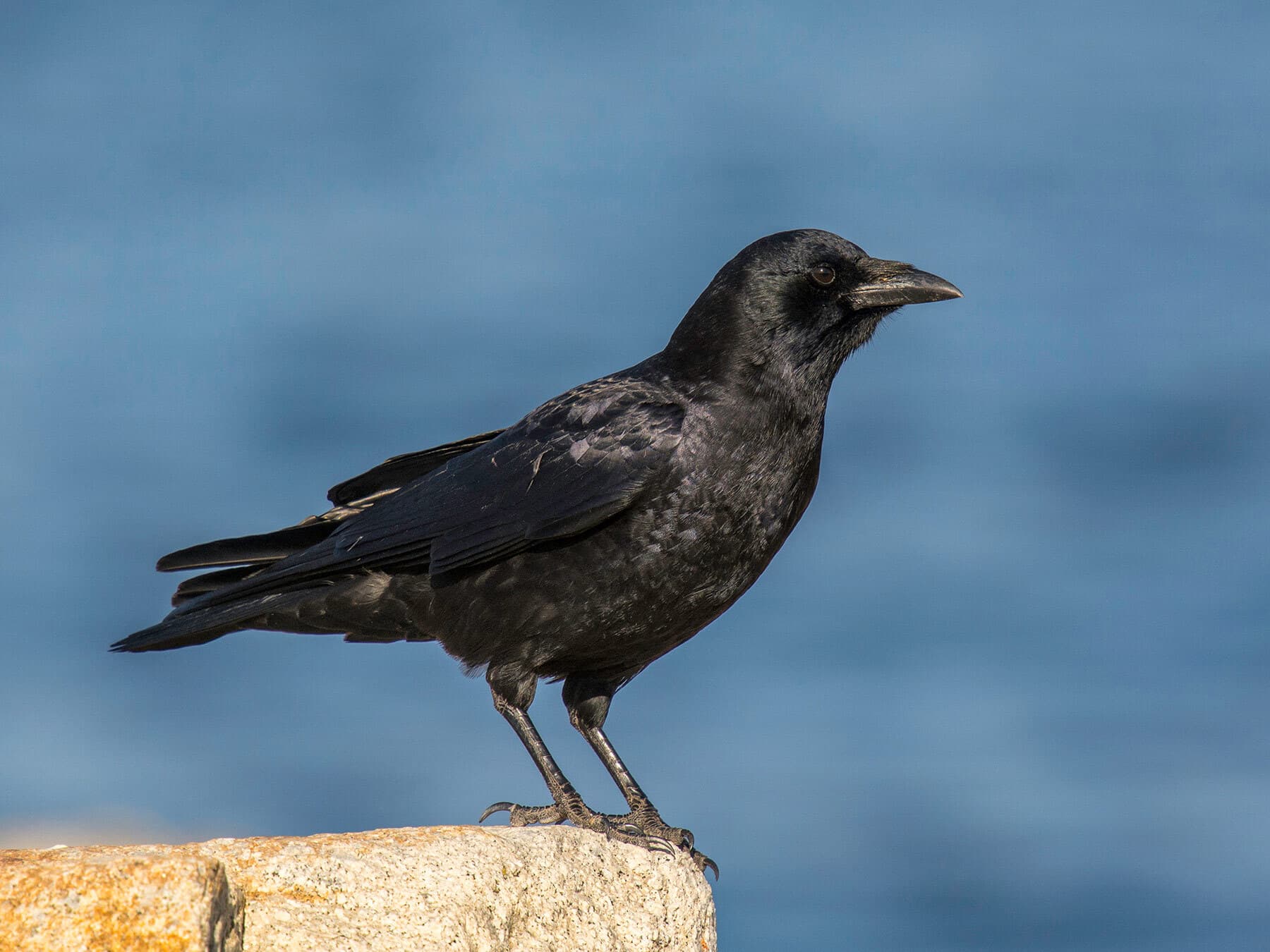 American crow