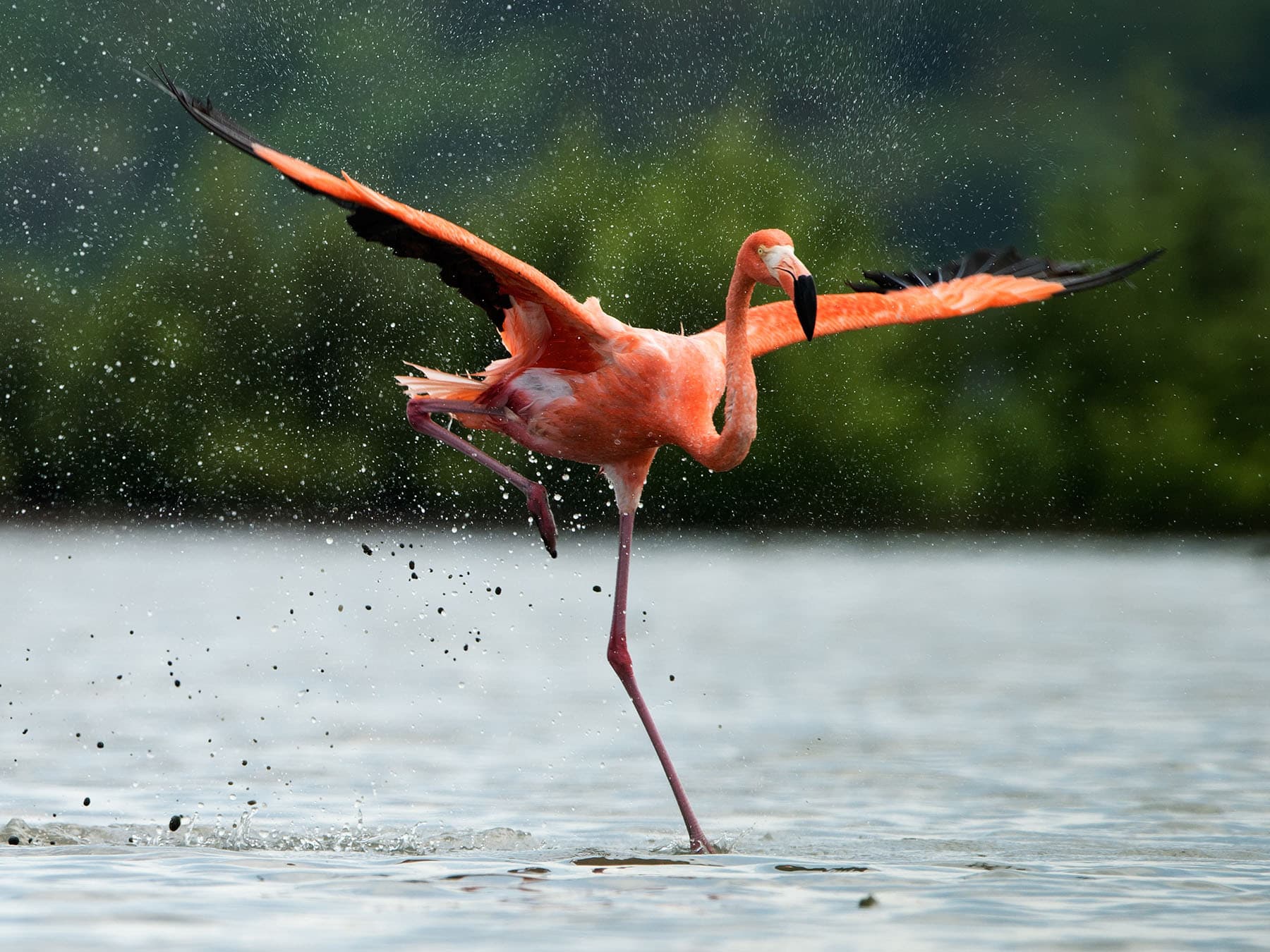 American flamingo splashing