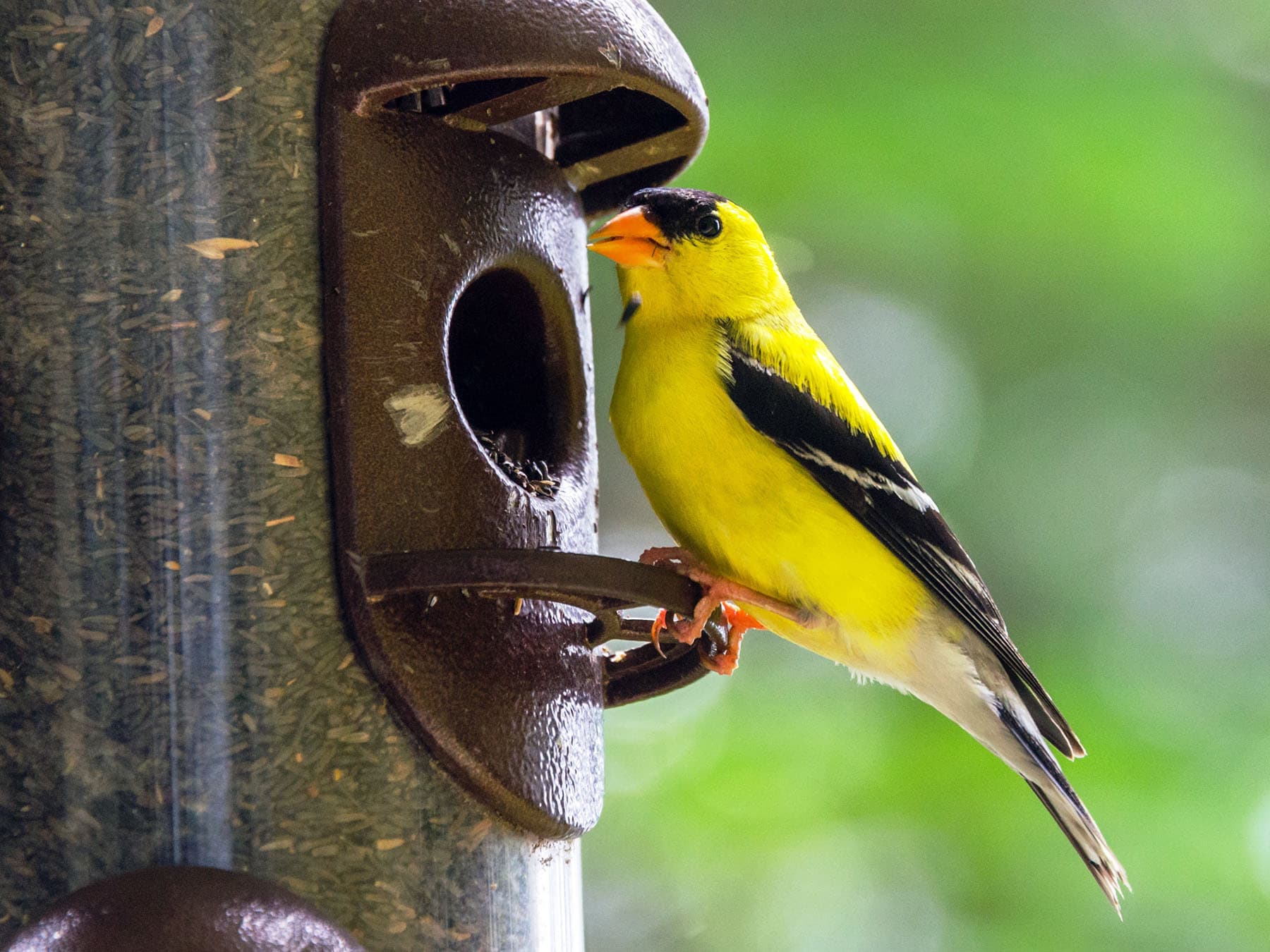 American Goldfinch feeding at a garden bird feeder