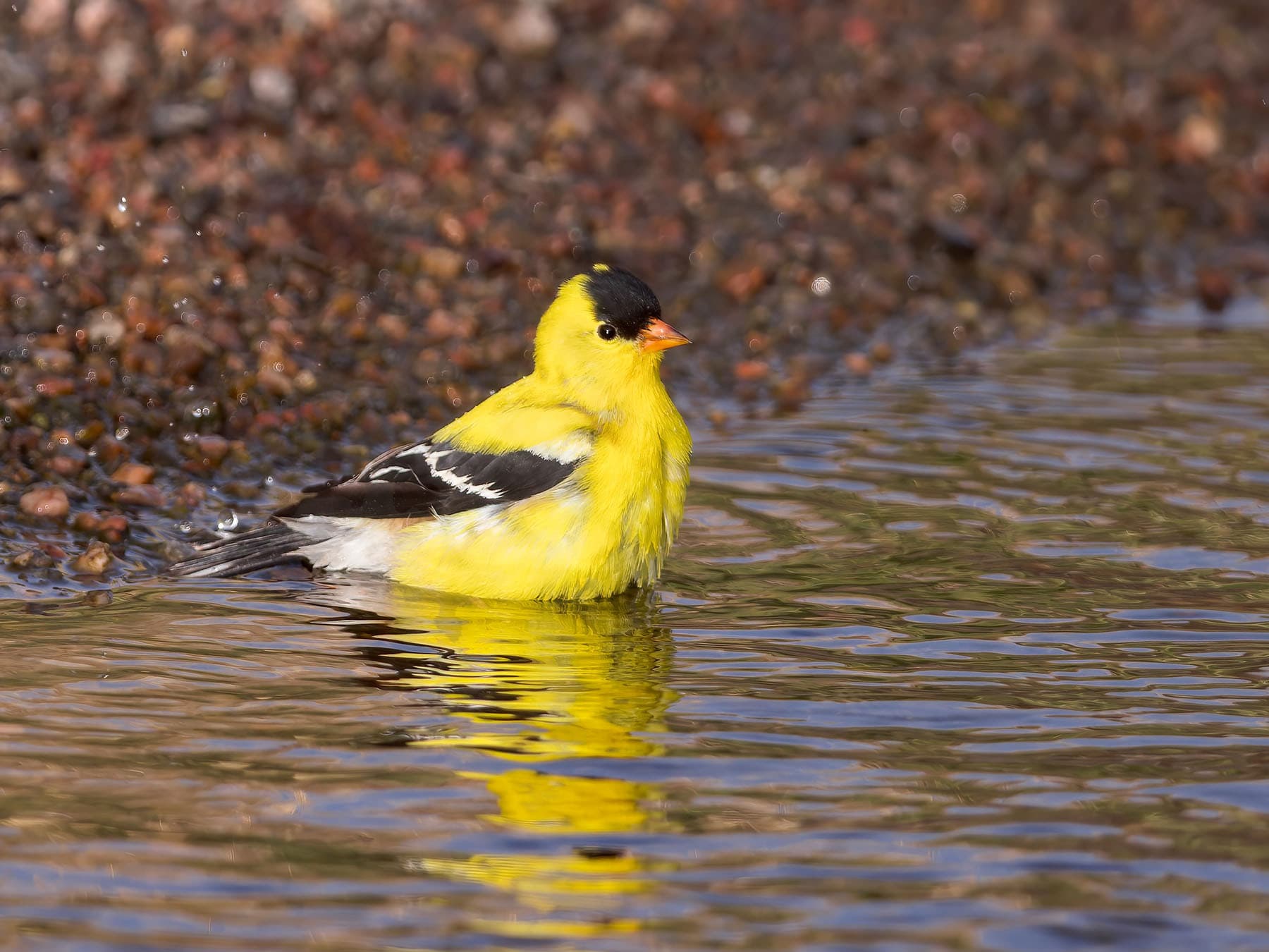 American Goldfinch bathing in a small creek