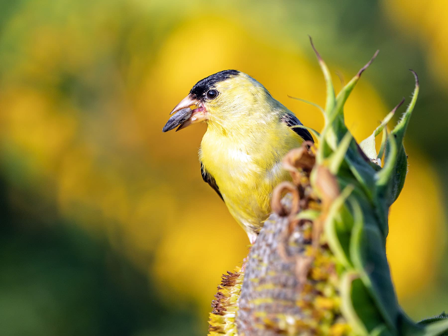 American Goldfinch feeding on sunflower seeds