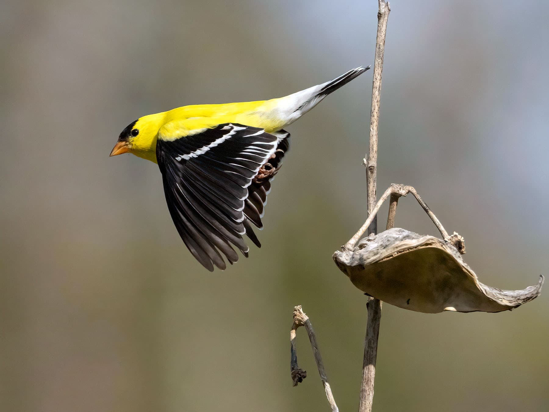American Goldfinch in-flight