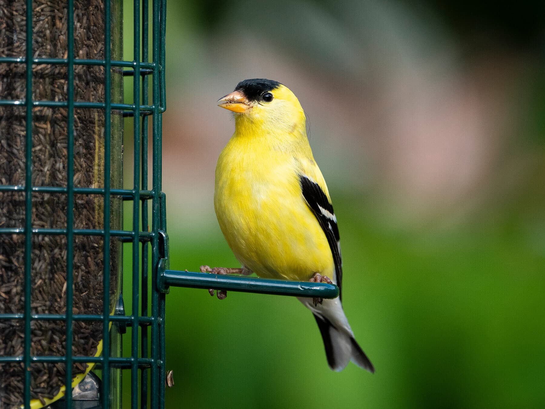American goldfinch male at feeder