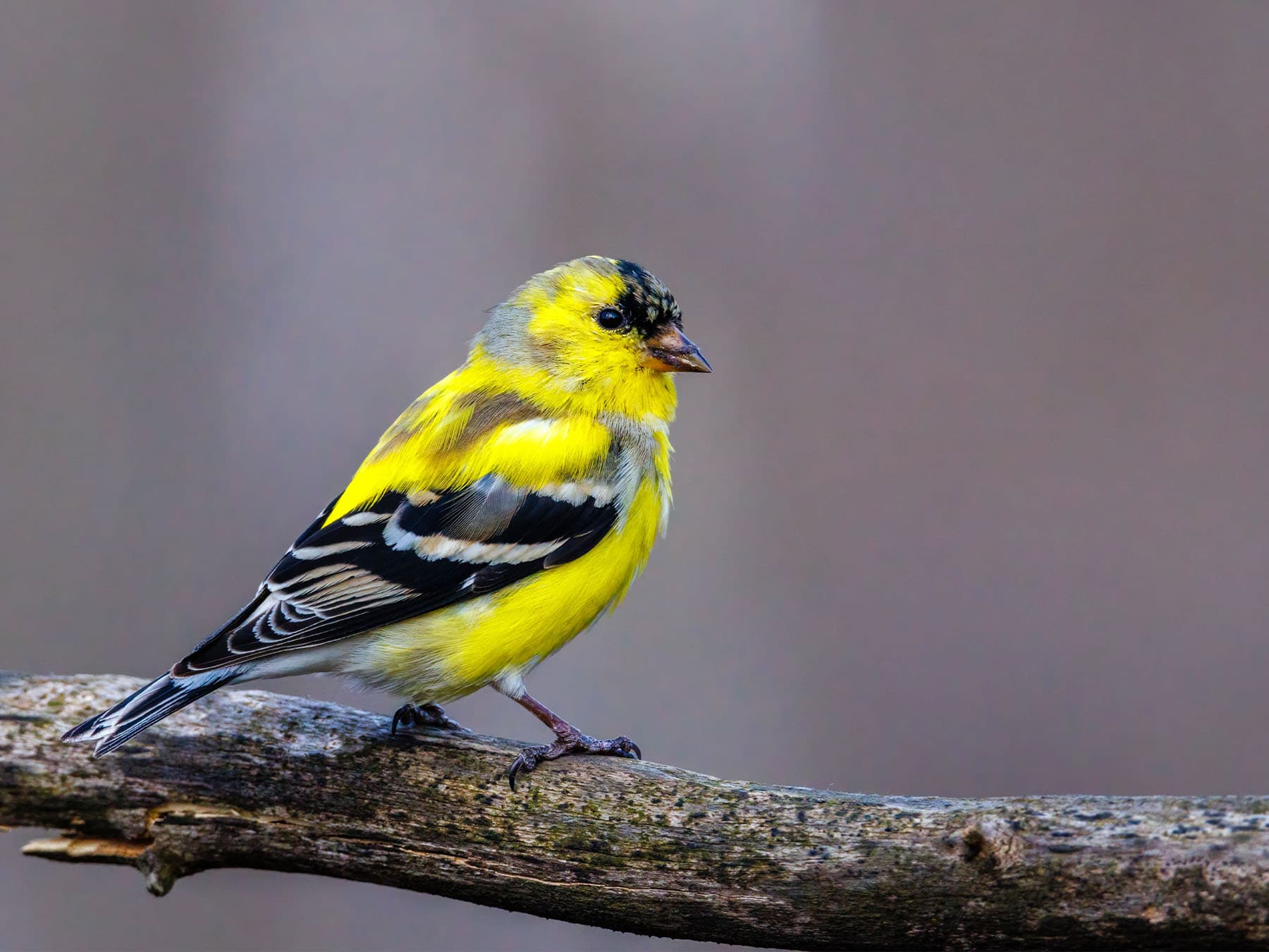 American goldfinch molting before breeding season