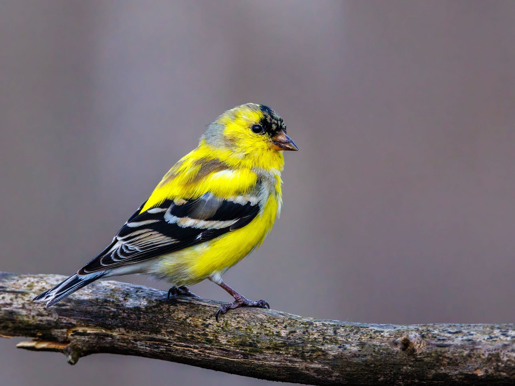 American Goldfinch molting into breeding plumage