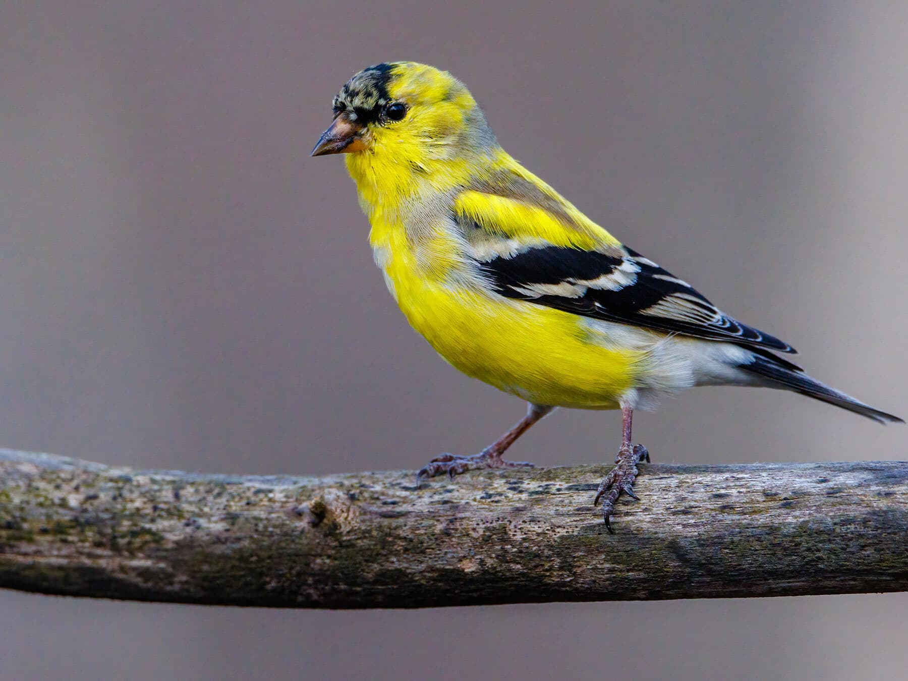 American goldfinch molting