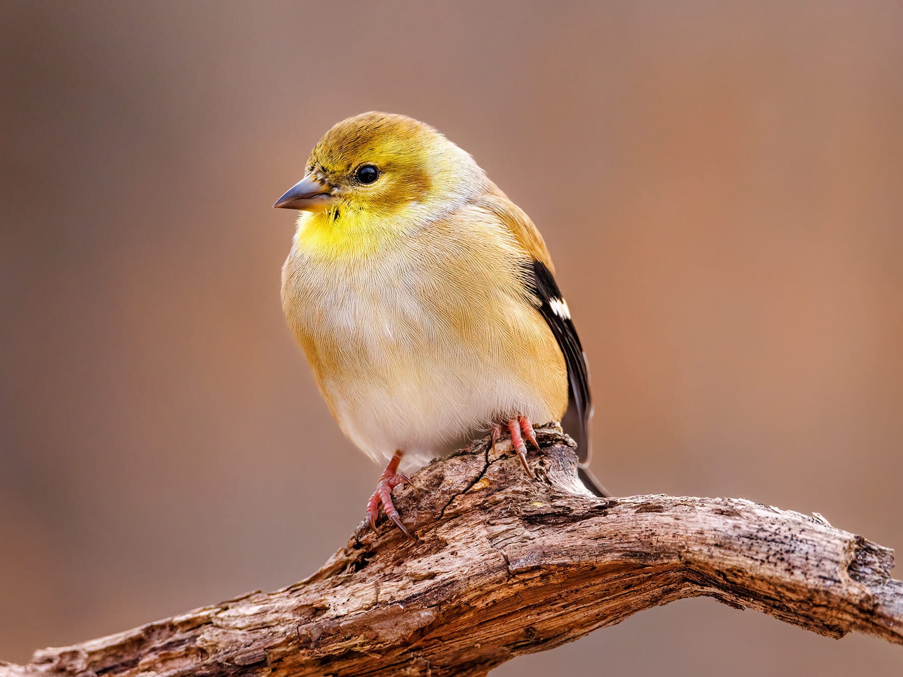 American goldfinch non breeding
