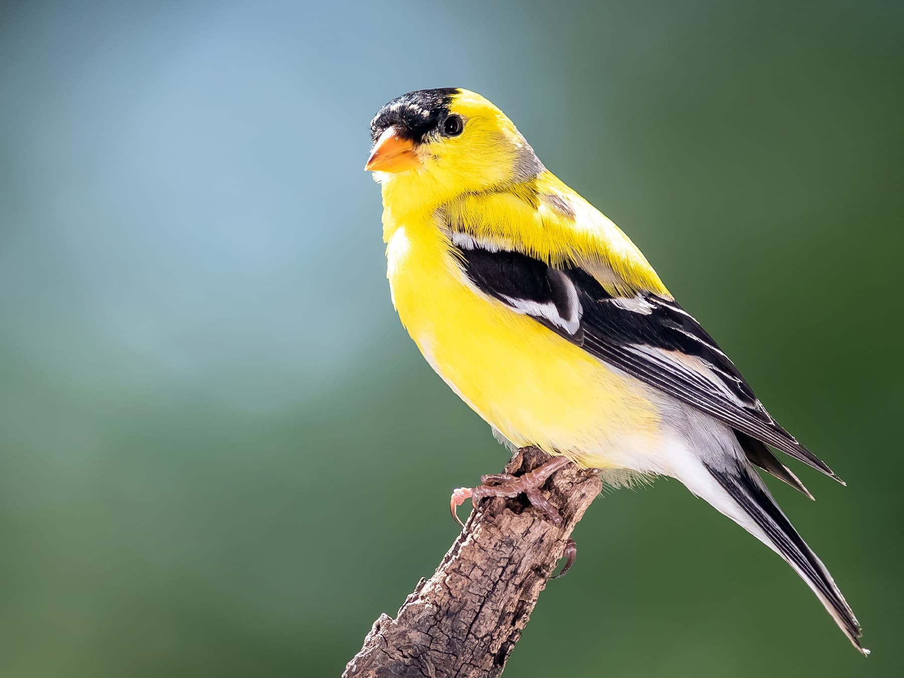 American goldfinch perched on branch breeding season