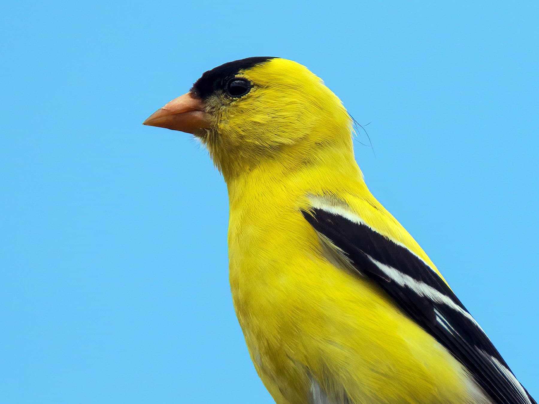 Portrait of an American Goldfinch