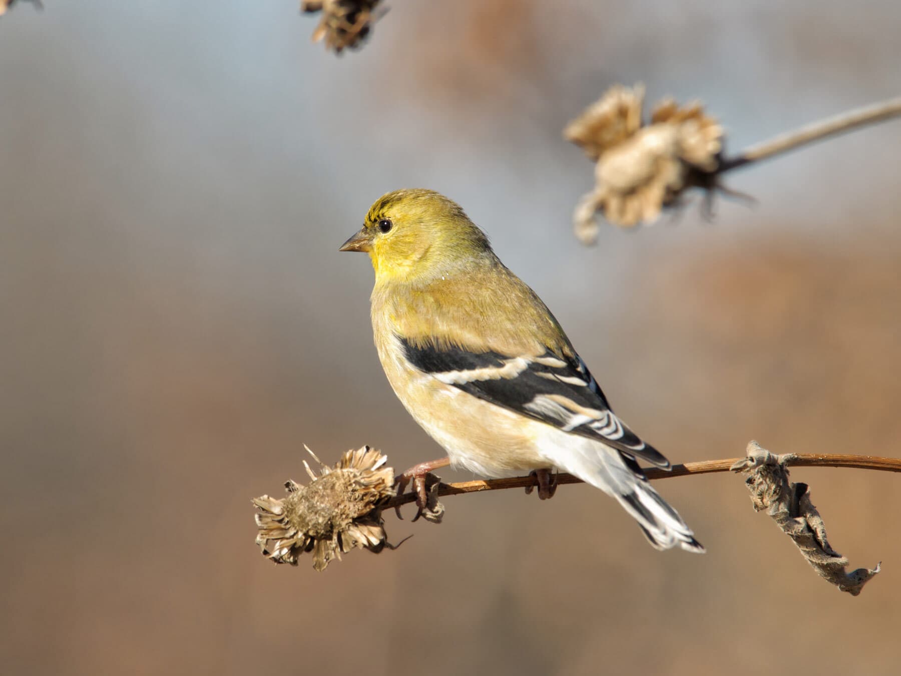 American goldfinch winter