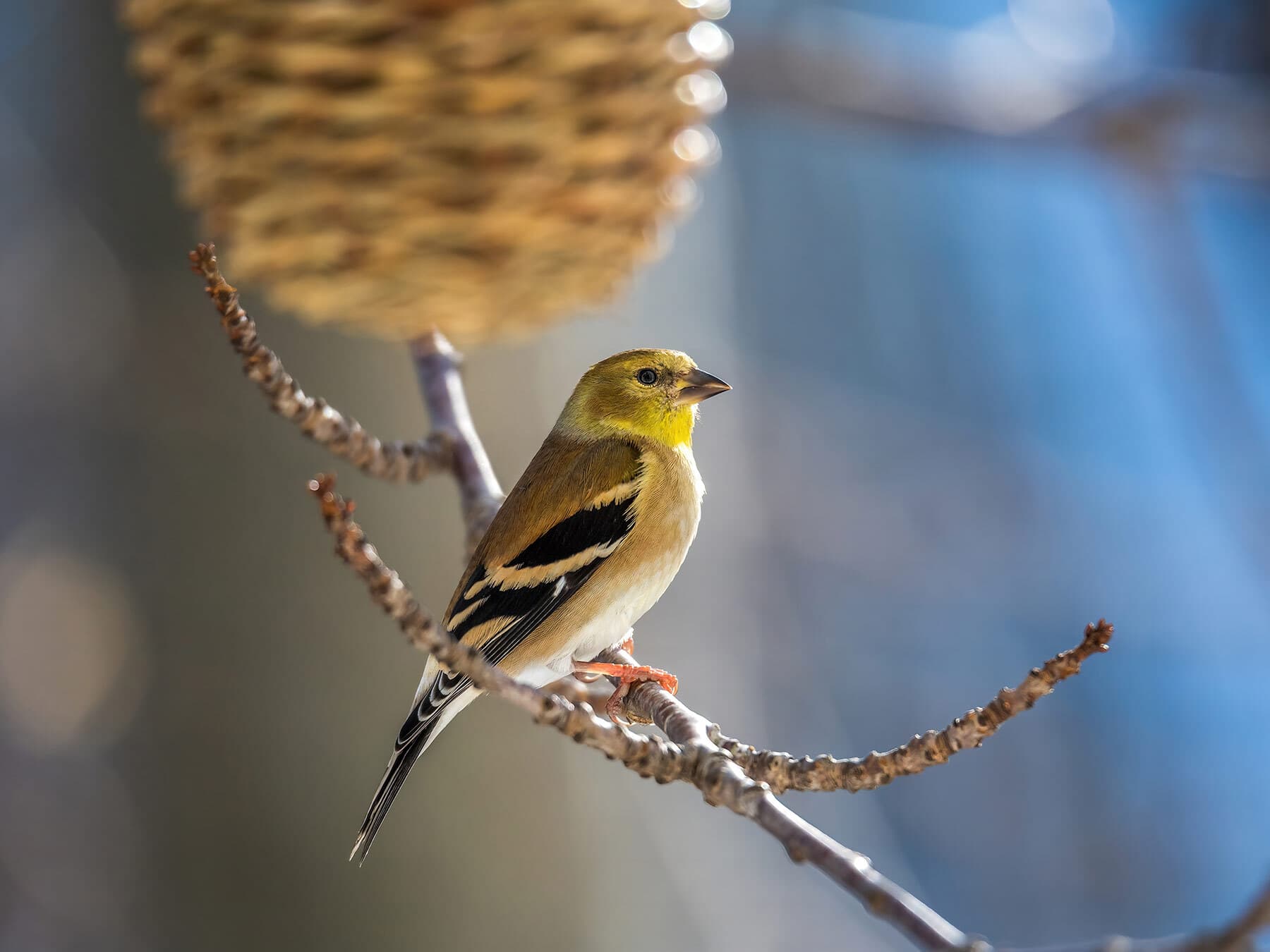 American goldfinch winter