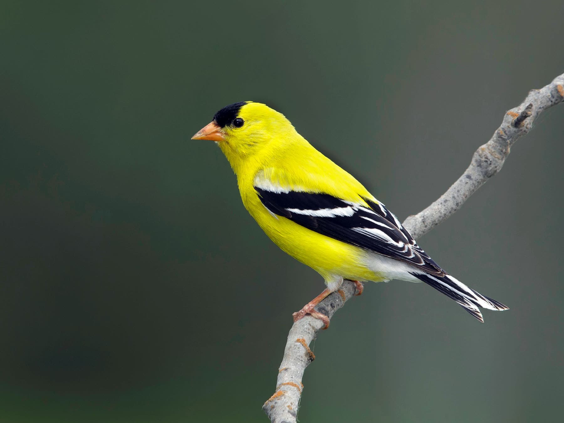 American Goldfinch