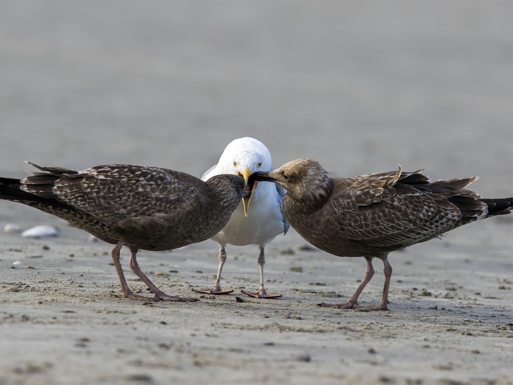American Herring Gull adult feeding two chicks