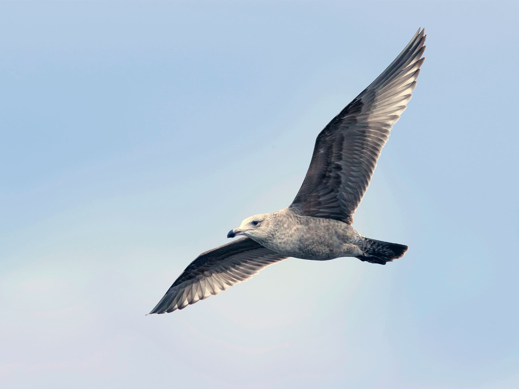 First winter American Herring Gull in-flight