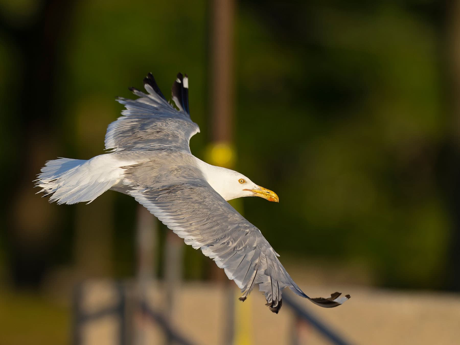 American Herring Gull in-flight