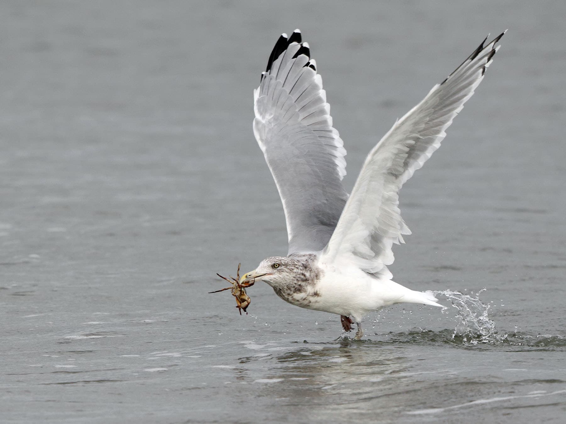 American Herring Gull in shallow water with a crab in its beak