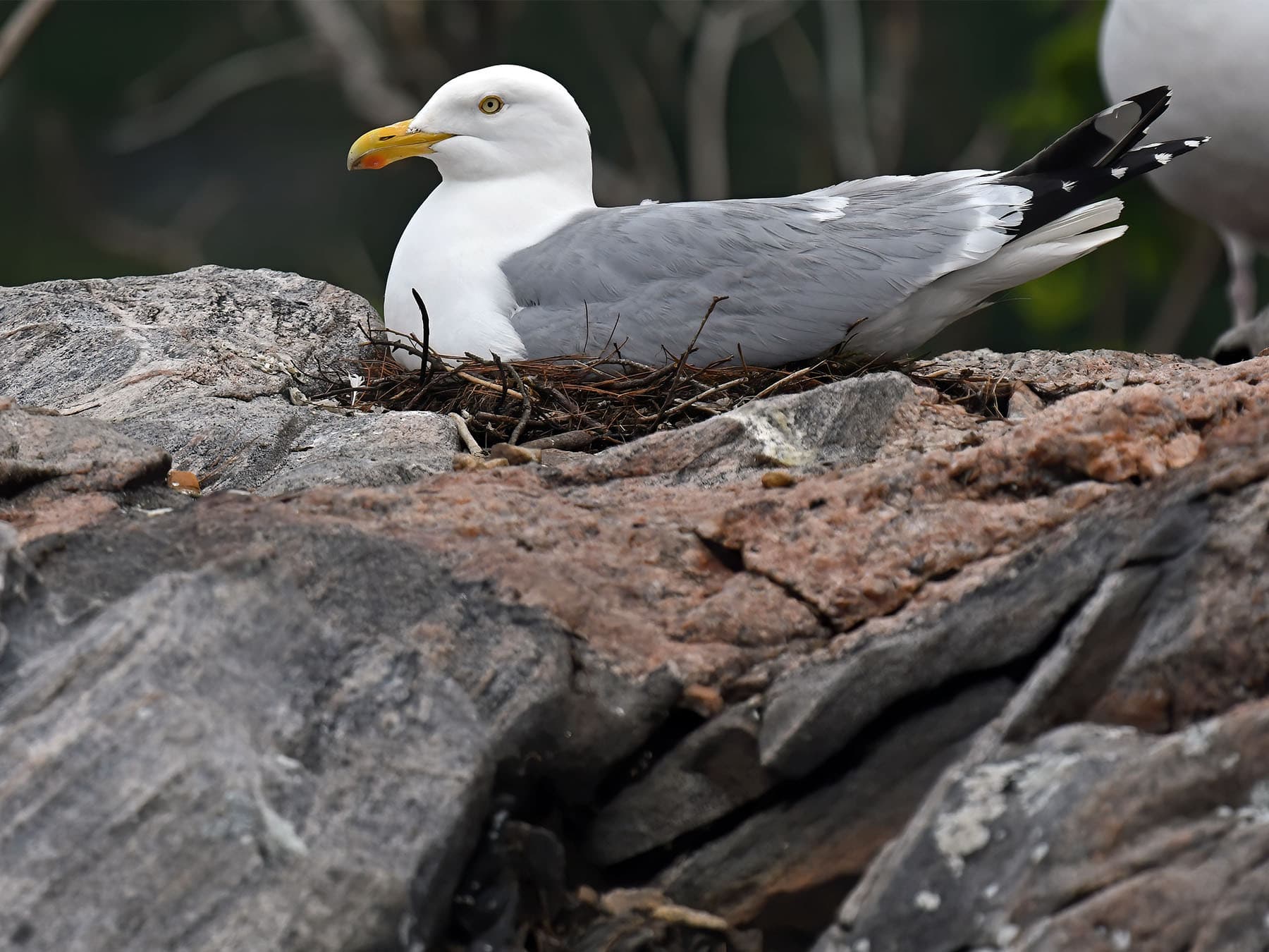 American Herring Gull sitting on the nest