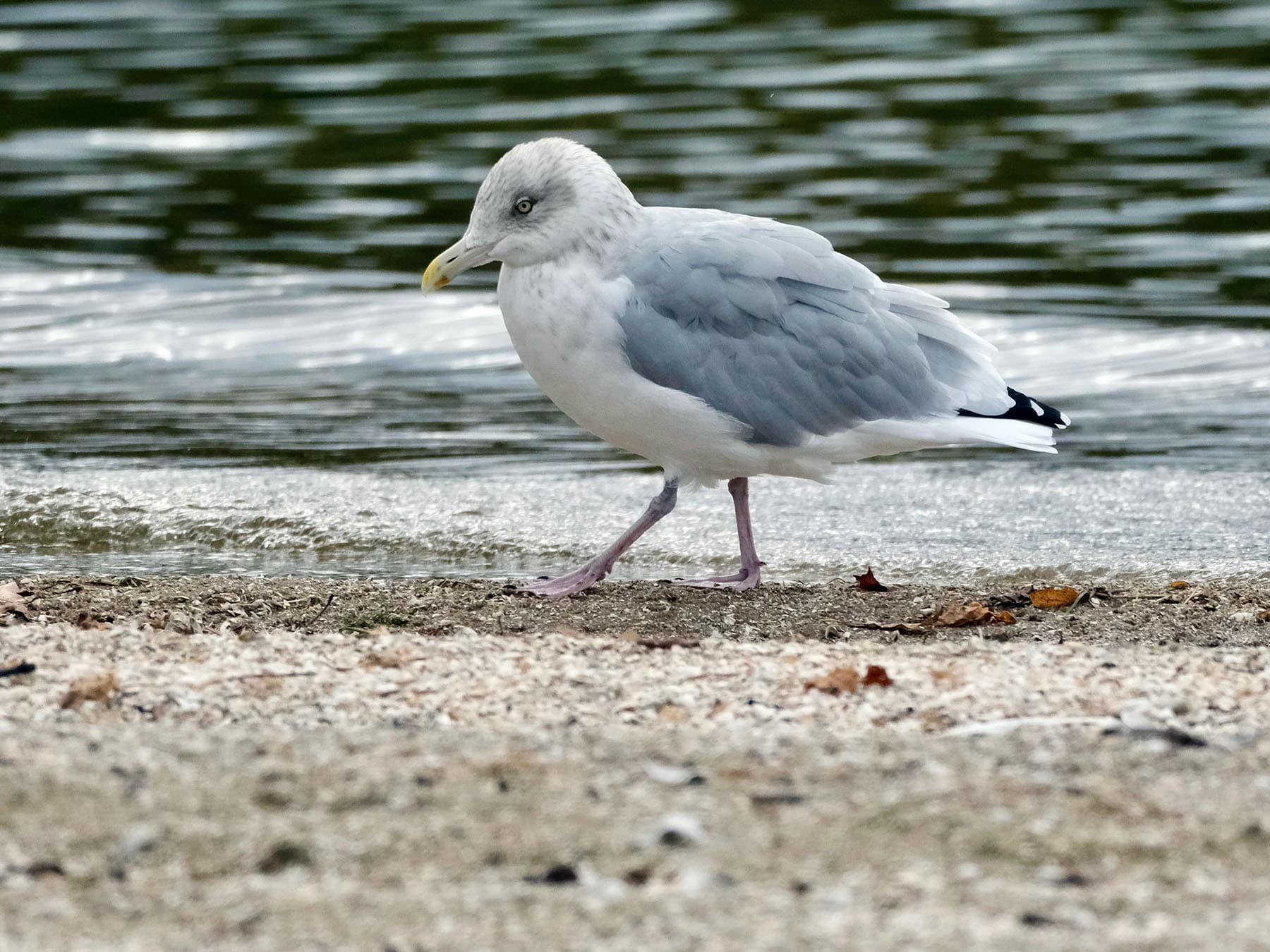 American Herring Gull walking along the beach