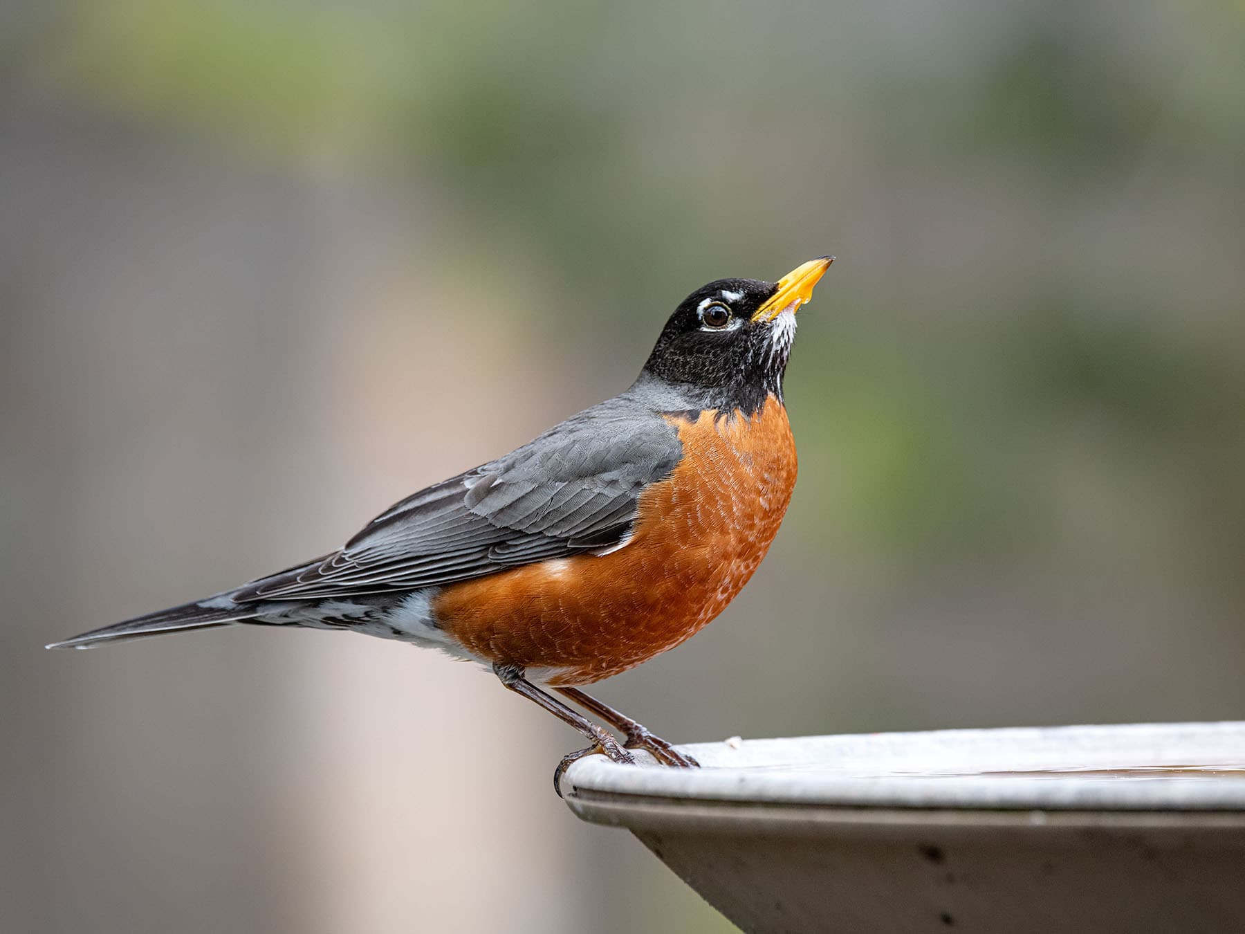 American Robin drinking from a bird bath