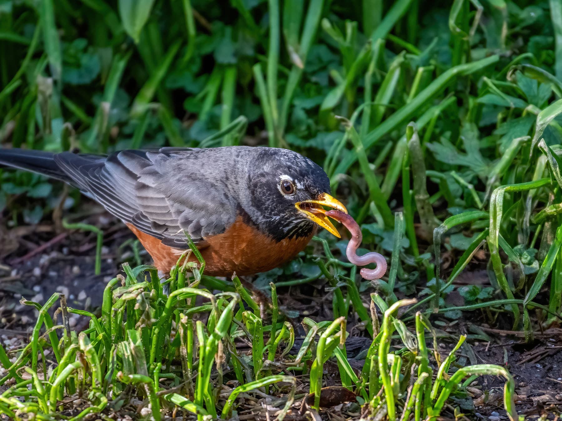 American Robin feeding on a worm