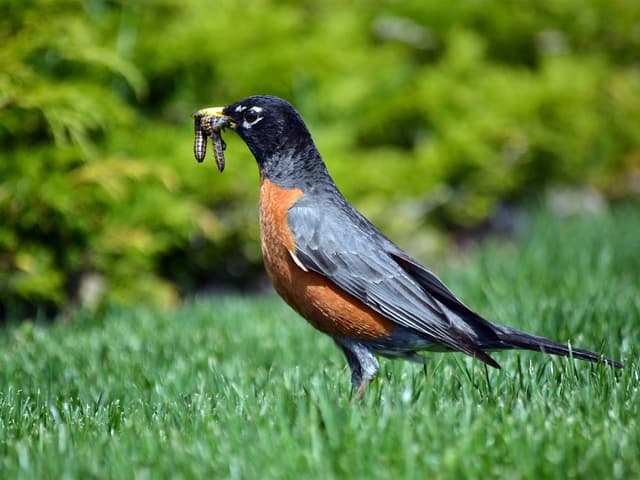 diets across species | Birdfact