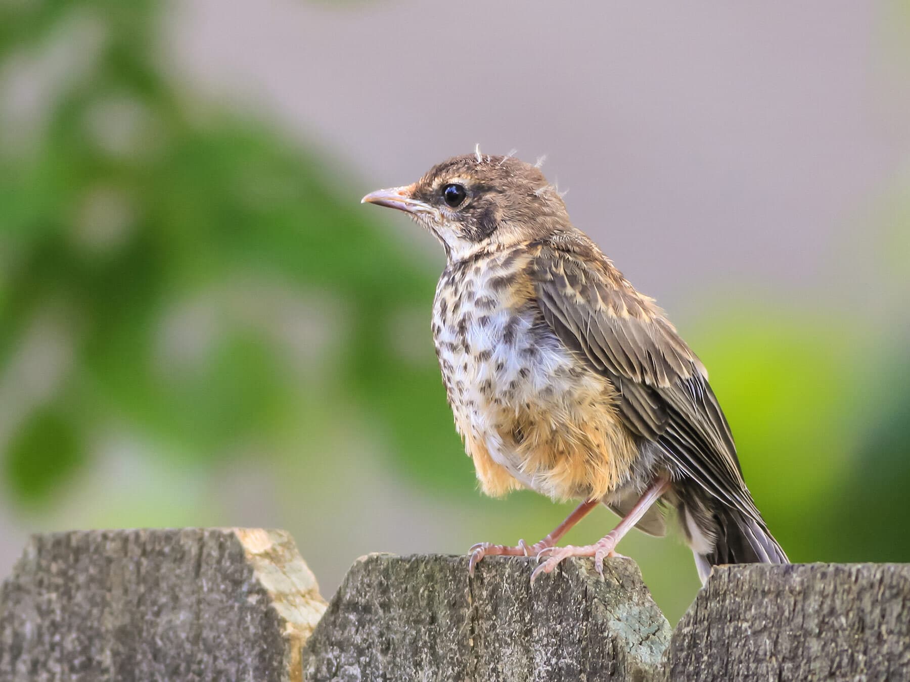 Do Birds Carry Their Babies? Which Species Can and How They Do It ...