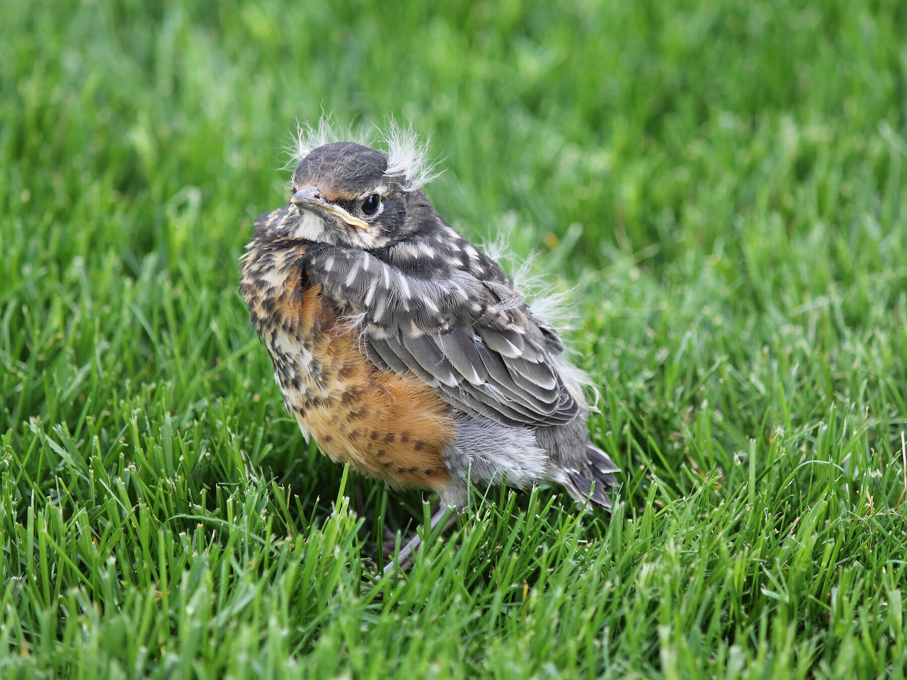 American robin fledgling