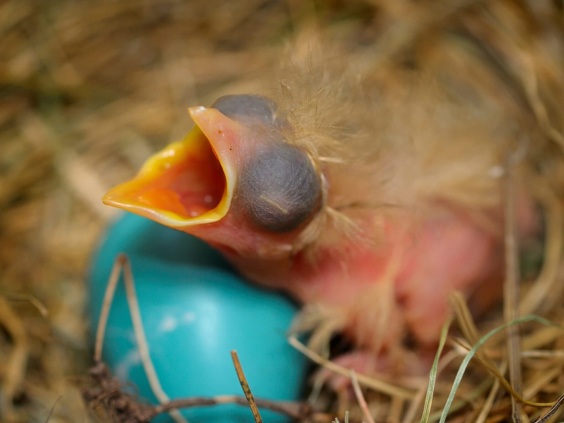 American robin hatchling