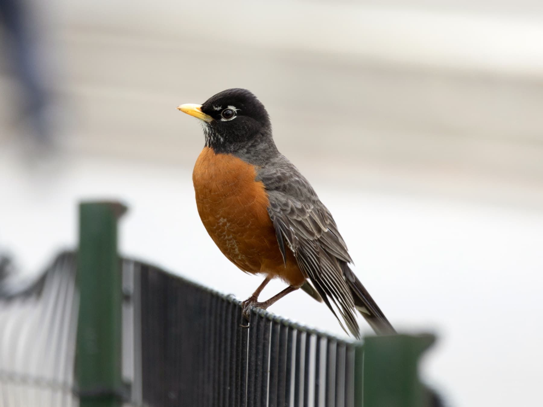 American robin on fence in city ark