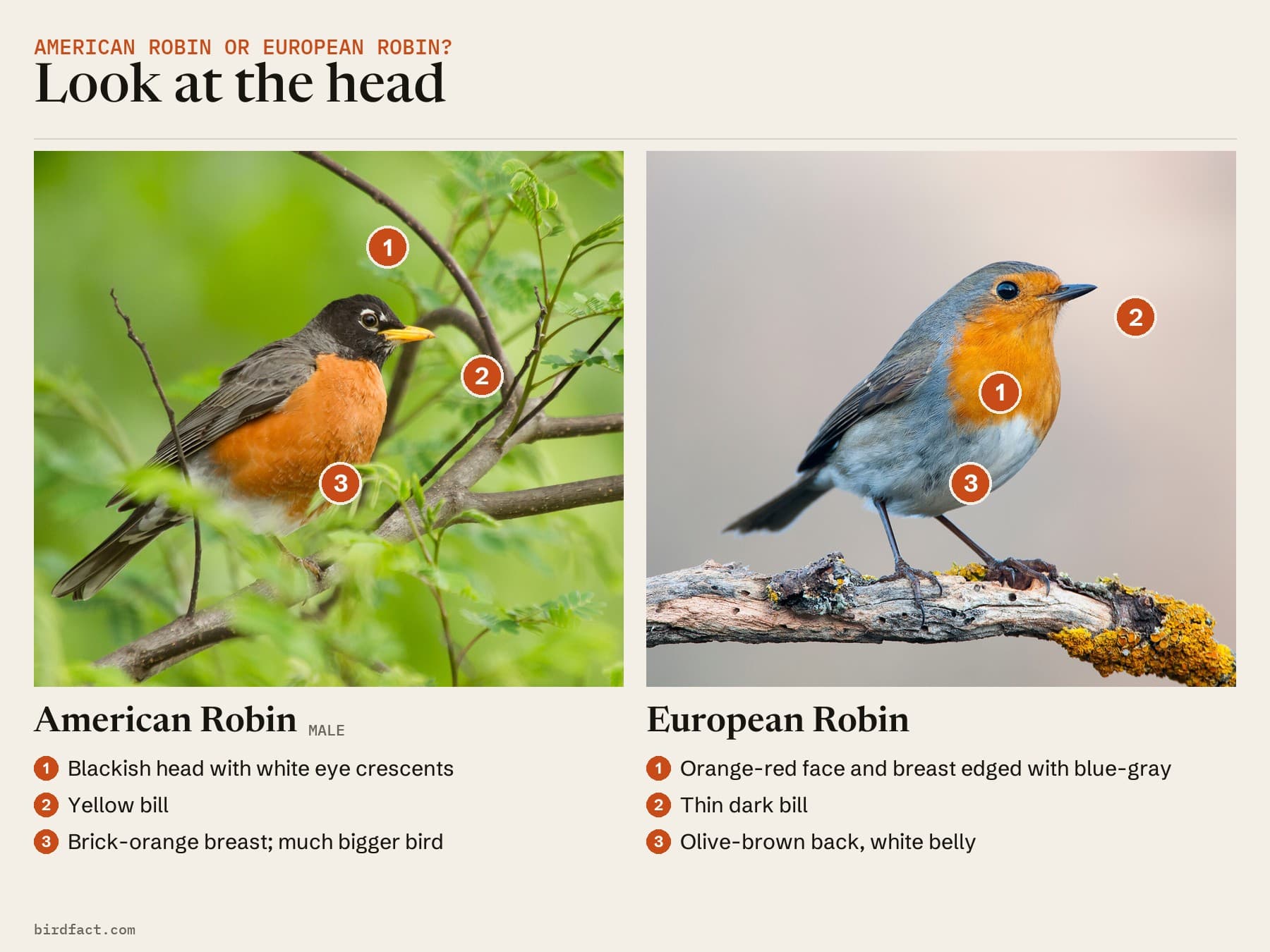 Comparison card, photos of an American Robin (male) on the left and an European Robin on the right, headed 'Look at the head'. American Robin: blackish head with white eye crescents; yellow bill; brick-orange breast; much bigger bird. European Robin: orange-red face and breast edged with blue-gray; thin dark bill; olive-brown back, white belly.