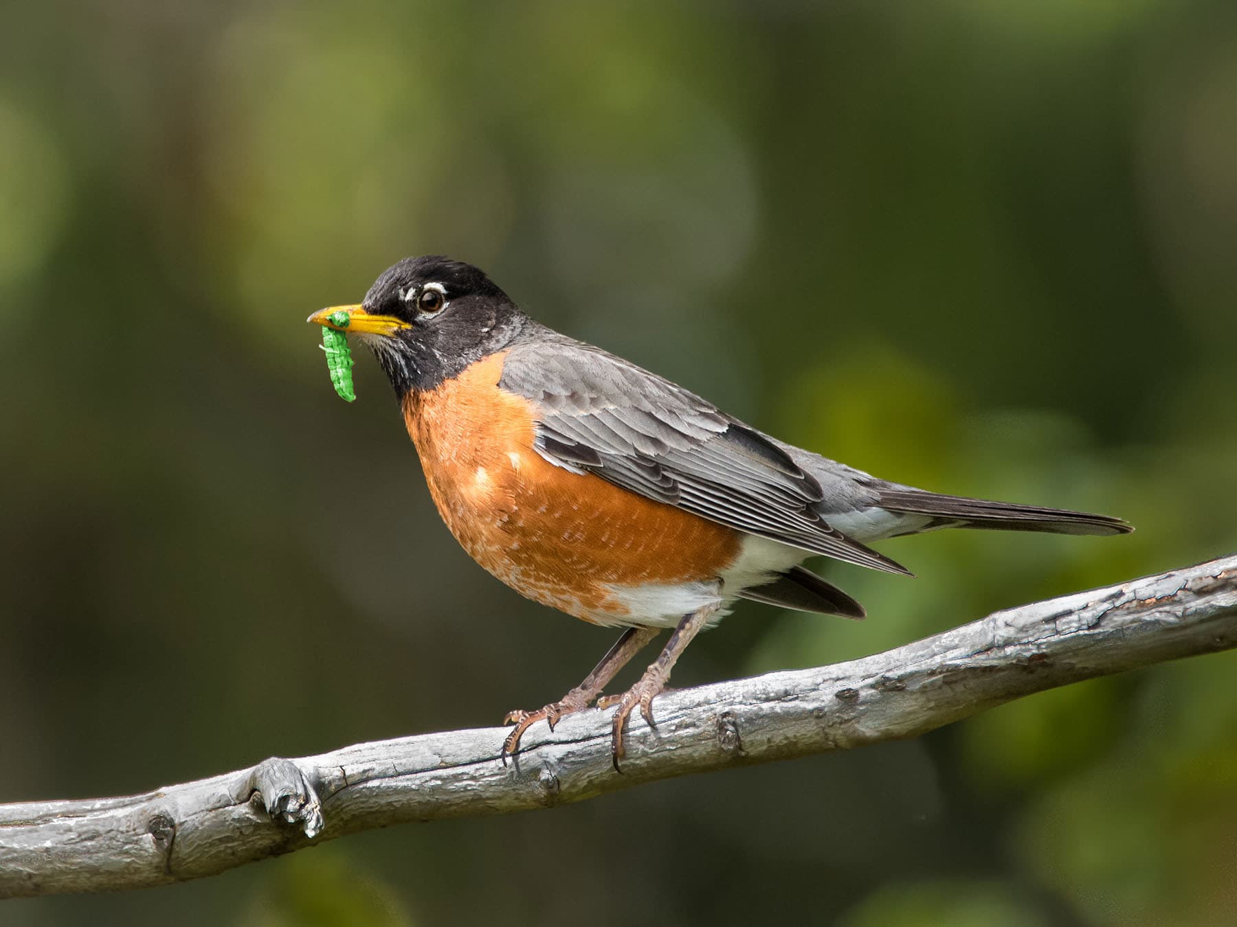 American robin with grub
