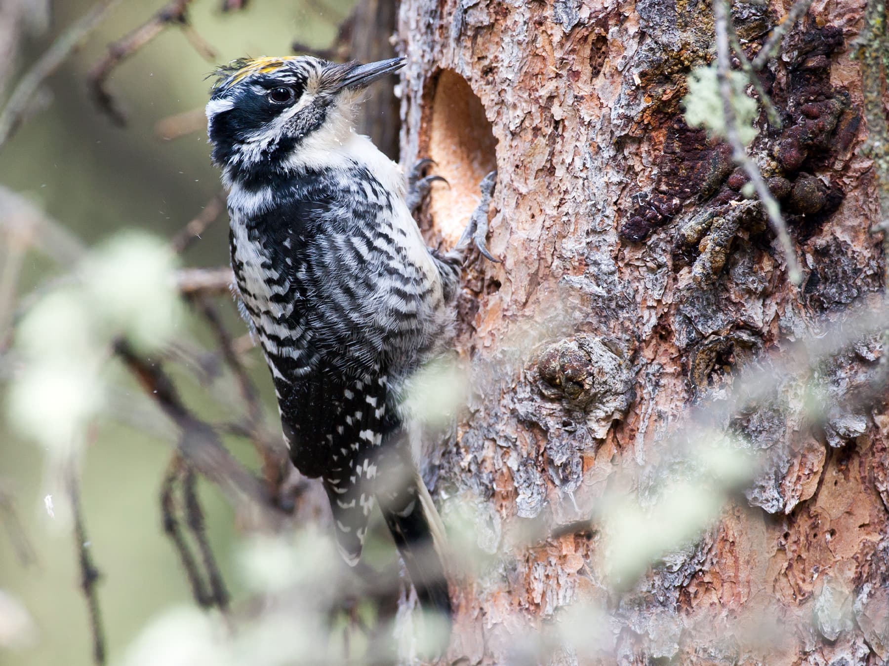 American three-toed woodpecker outside the nest hole