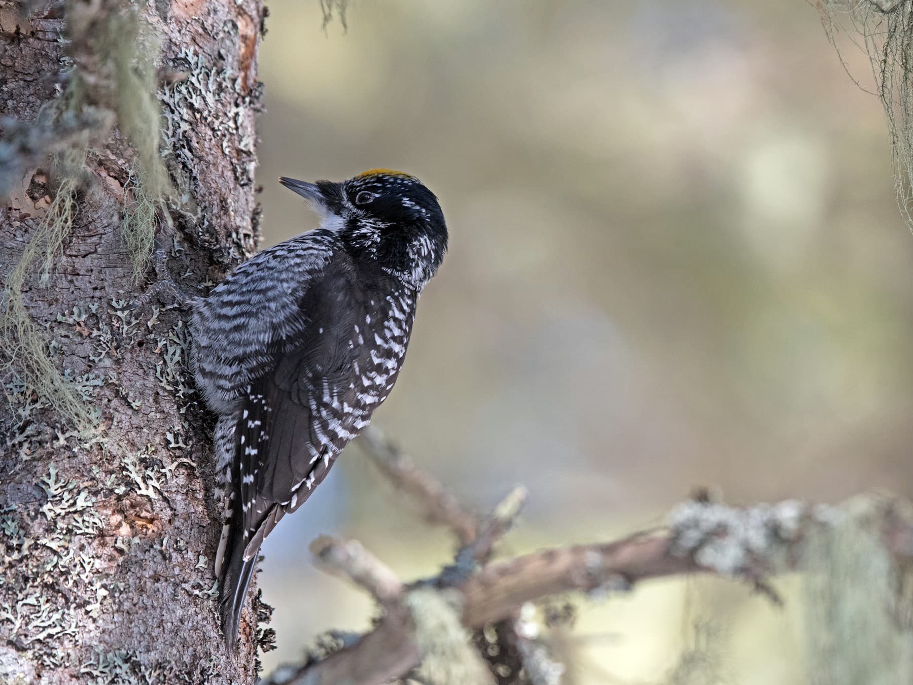 American three-toed woodpecker climbing the trunk of a balsam fir tree