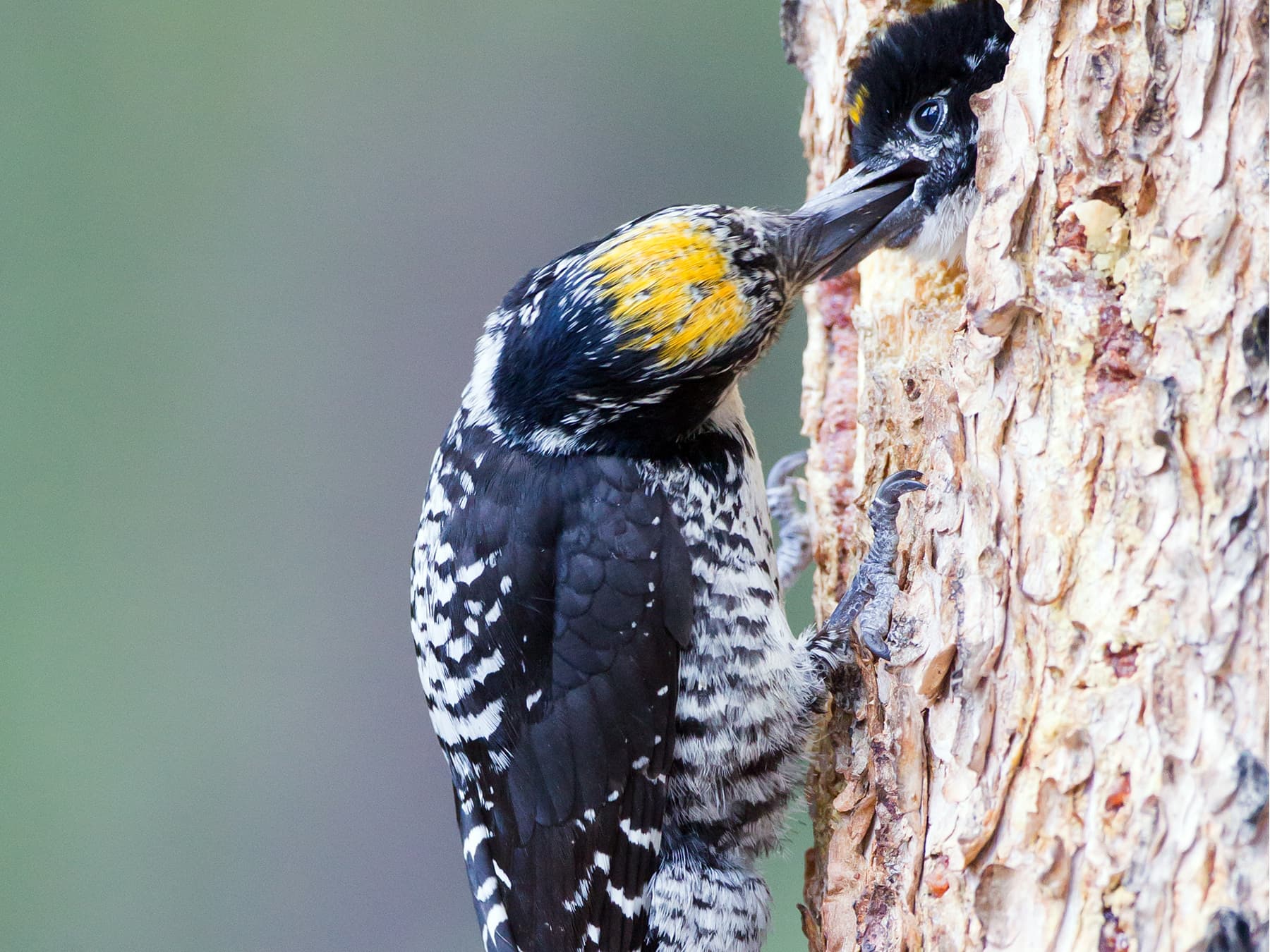 American three-toed woodpecker feeding young at the nest