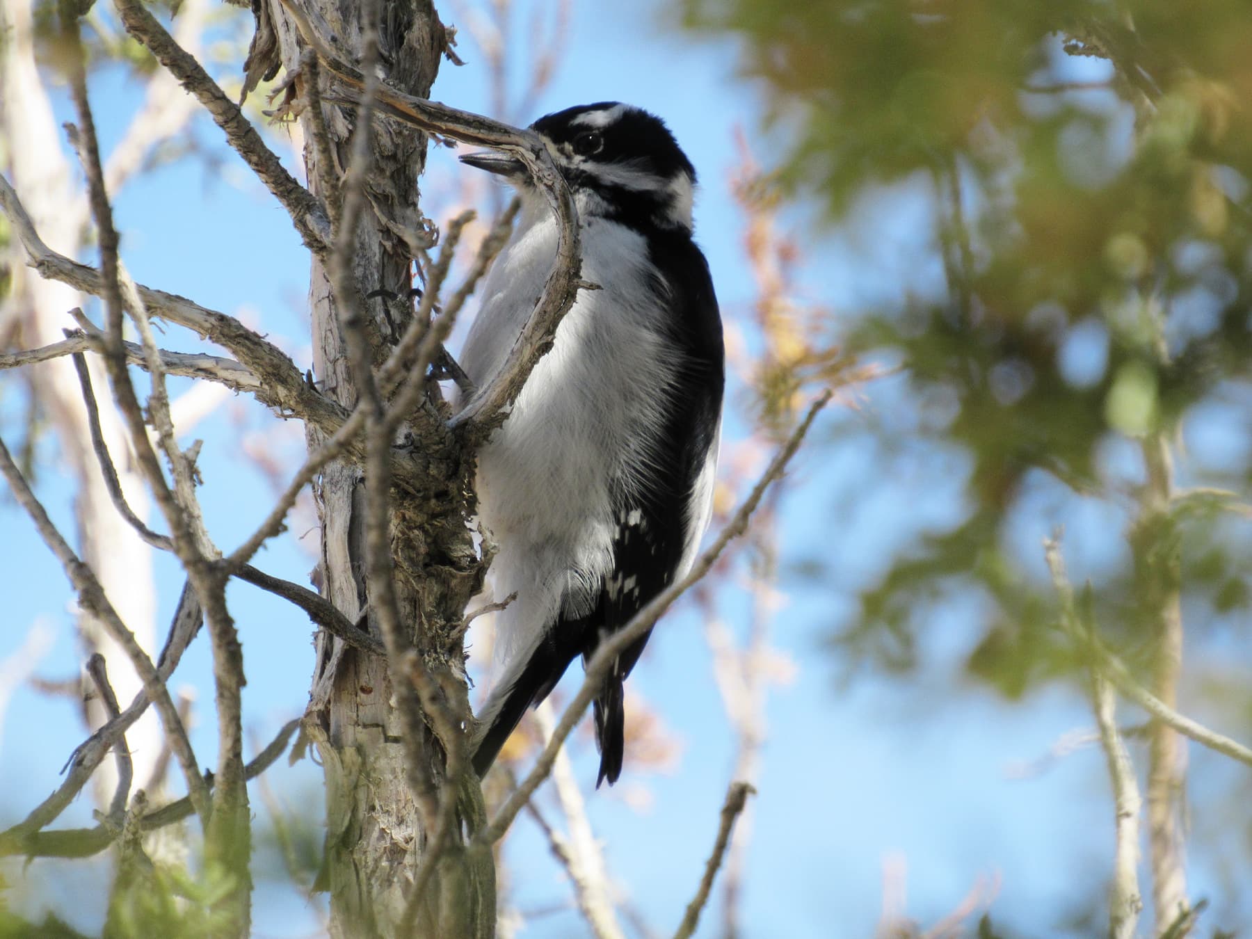 American three-toed woodpecker perching on the branches of a juniper tree